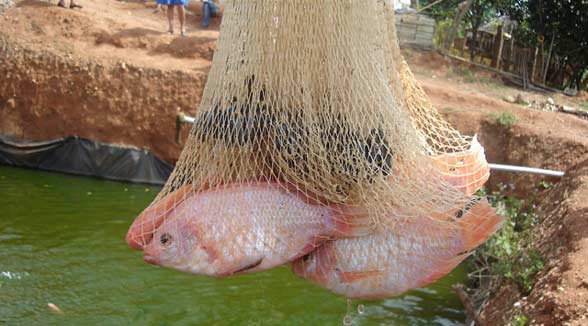 red tilapia